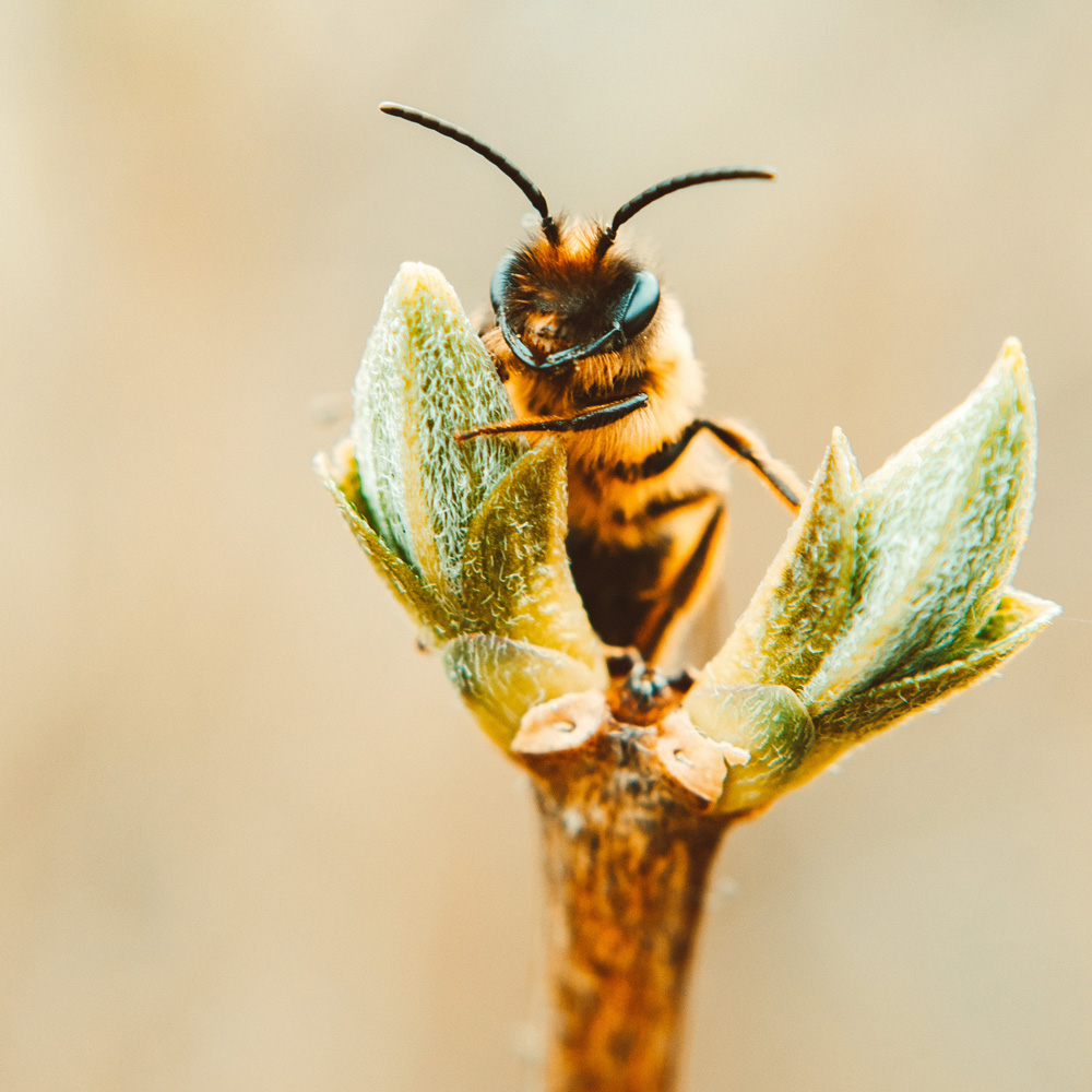 Abeja polinizando